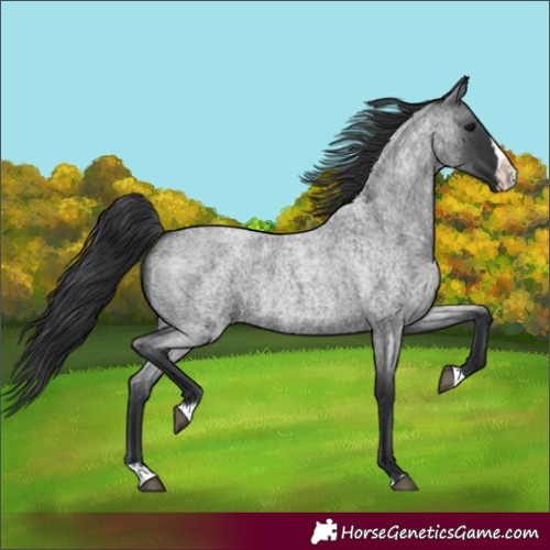 Horse Color:Blue Roan Splash 