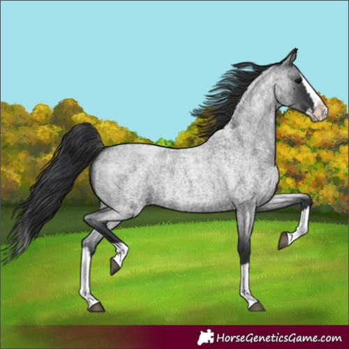 Horse Color:Blue Roan Splash 