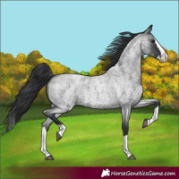 Horse Color:Blue Roan Splash 