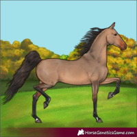 Horse Color:Bay Dun