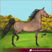 Horse Color:Bay Dun 