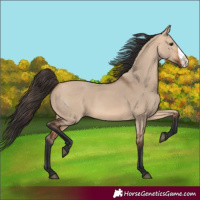 Horse Color:Bay Dun Frame