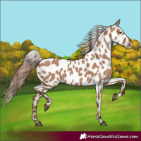 Horse Color:Red Dun Near Leopard 