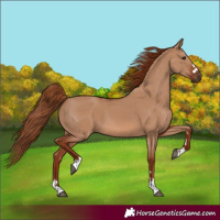 Horse Color:Red Dun 