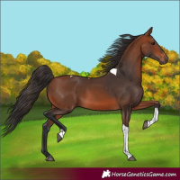 Horse Color:Bay Tobiano 