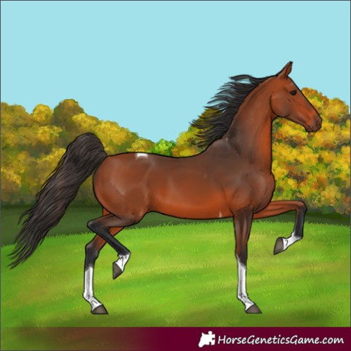 Horse Color:Bay Tobiano 