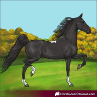 Horse Color:Smoky Black Tobiano 