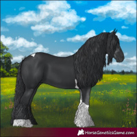 Horse Color:Black Tobiano 