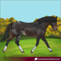 Horse Color:Brown Tobiano 