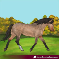 Horse Color:Brown Dun  and Brown Dun 