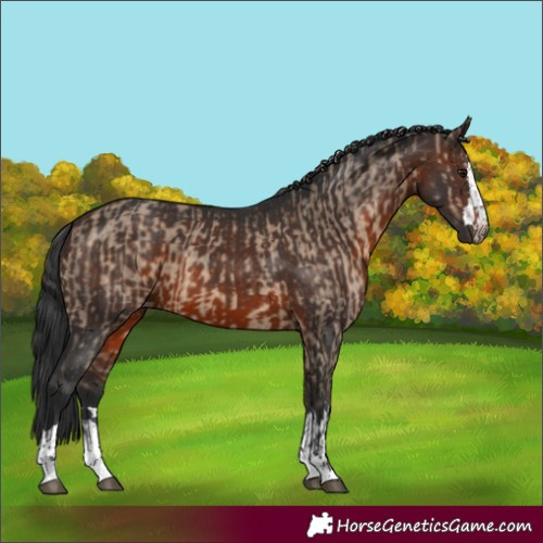 Horse Color:Brown Dun  and Brown 