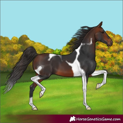 Horse Color:Unknown 