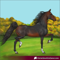 Horse Color:Bay Tobiano 
