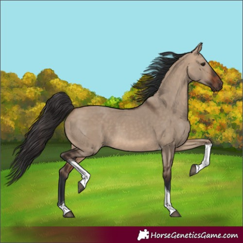 Horse Color:Bay Dun Tobiano 