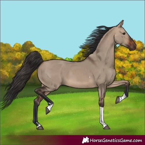 Horse Color:Bay Dun Tobiano 