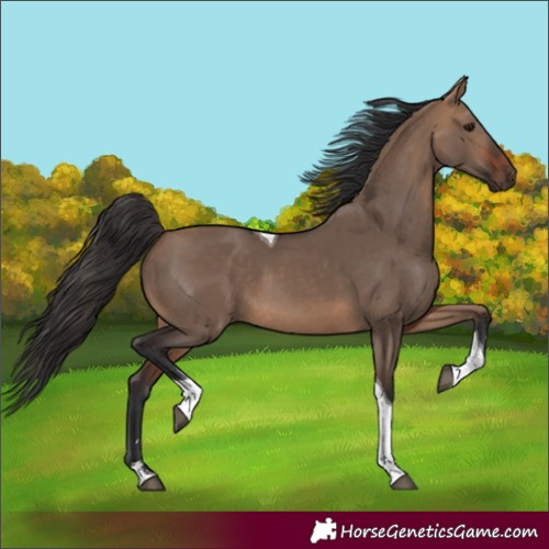 Horse Color:Bay Dun Tobiano 