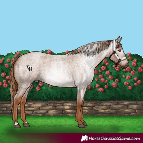 Horse Color:Gray Red Roan 