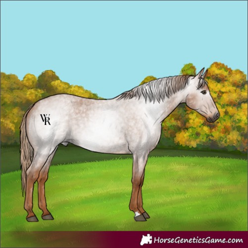 Horse Color:Gray Red Roan 