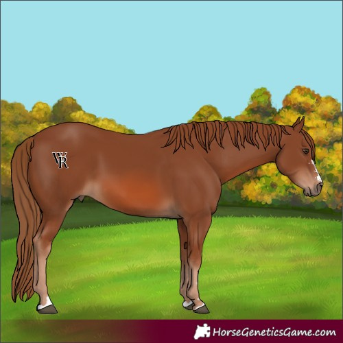 Horse Color:Chestnut 