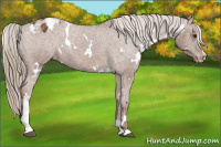 Horse Color:White Spotted Chestnut Sabino Varnish 