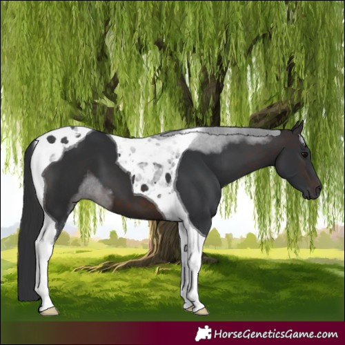 Horse Color:Brown Tobiano 