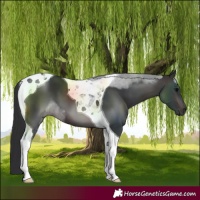 Horse Color:Brown Tobiano