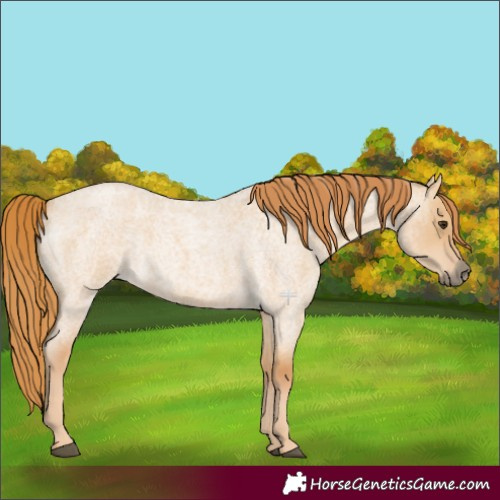 Horse Color:Red Dun Roan 