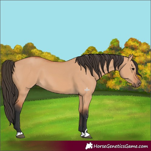 Horse Color:Bay Dun 