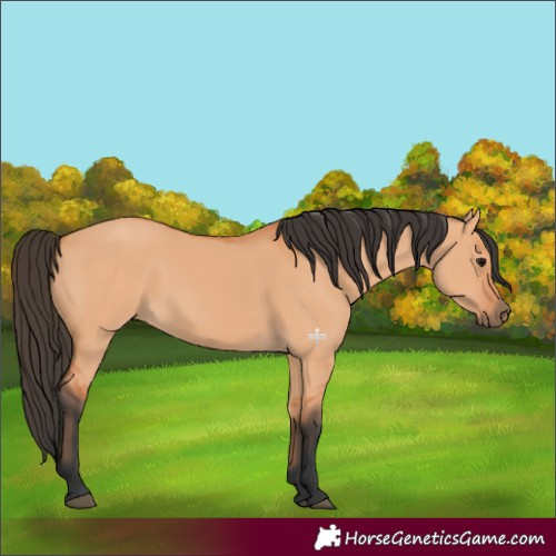 Horse Color:Bay Dun 