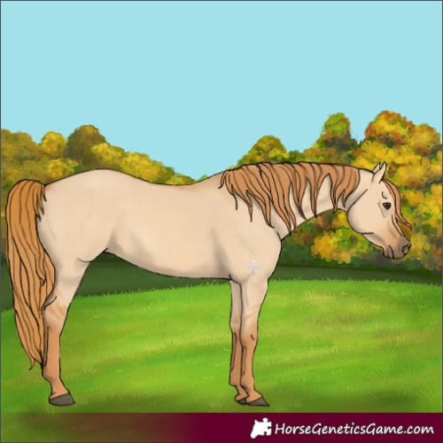 Horse Color:Red Dun 