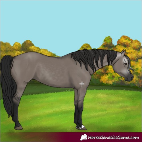 Horse Color:Gray Grullo 