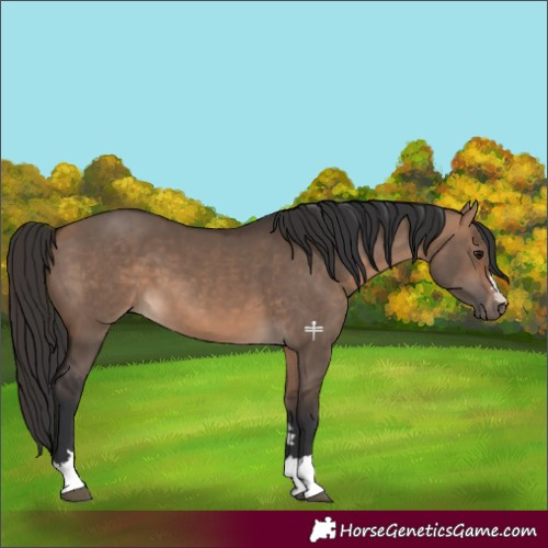 Horse Color:Bay Dun 