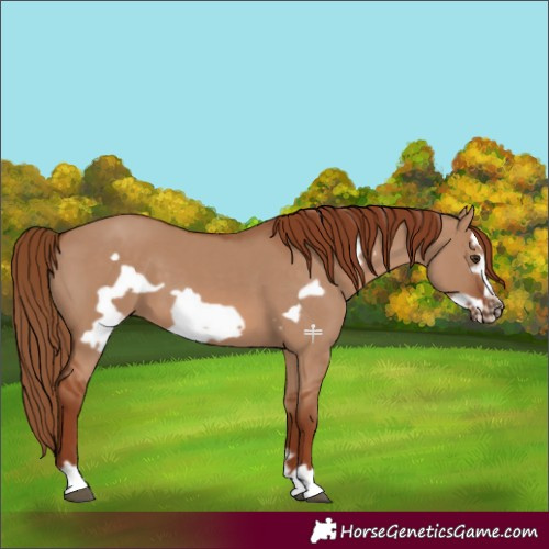 Horse Color:Red Dun Frame 