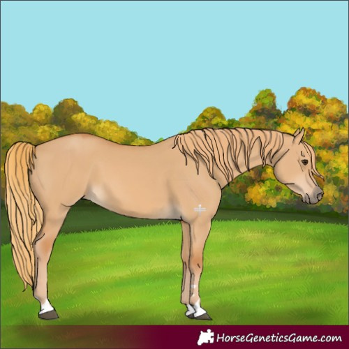 Horse Color:Red Dun 