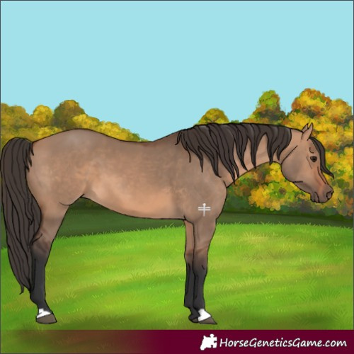 Horse Color:Bay Dun 