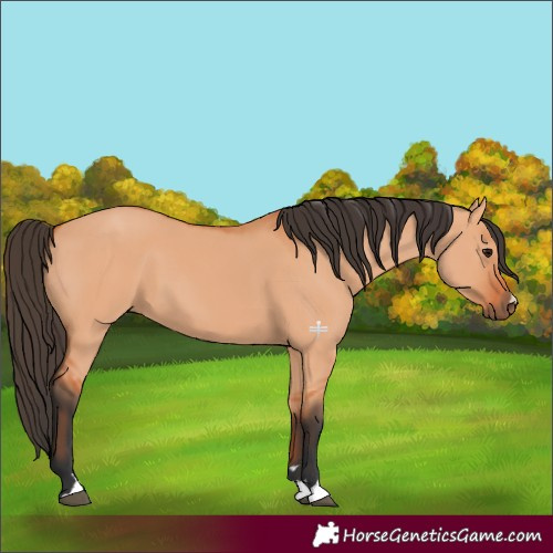 Horse Color:Bay Dun 