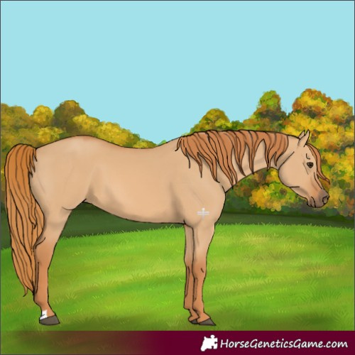 Horse Color:Red Dun 