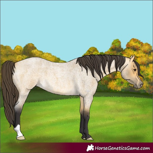 Horse Color:Buckskin Roan Dun 