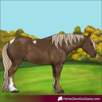 Horse Color:Chocolate Palomino Tobiano 