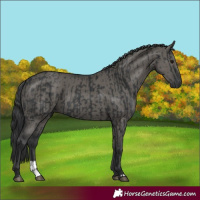 Horse Color:Black and Grullo