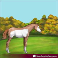 Horse Color:Gold Champagne Frame 
