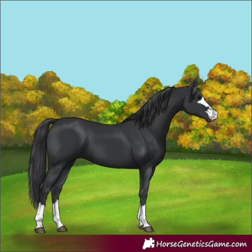 Horse Color:Black 