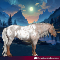 Horse Color:Silver Blue Roan and Silver Blue Roan Appaloosa