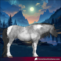Horse Color:Blue Roan Tobiano 