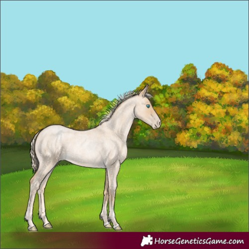 Horse Color:Palomino Roan Pearl 