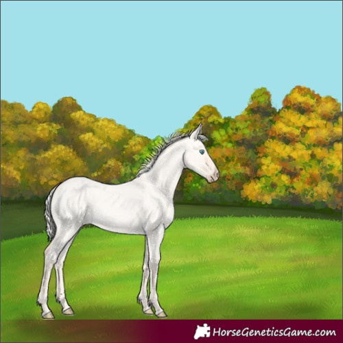 Horse Color:Silver Perlino Roan Dun 
