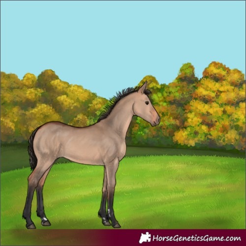 Horse Color:Bay Dun 