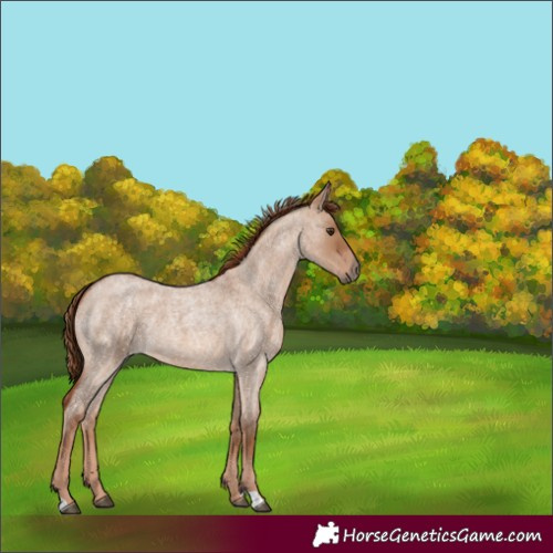 Horse Color:Red Dun Roan 