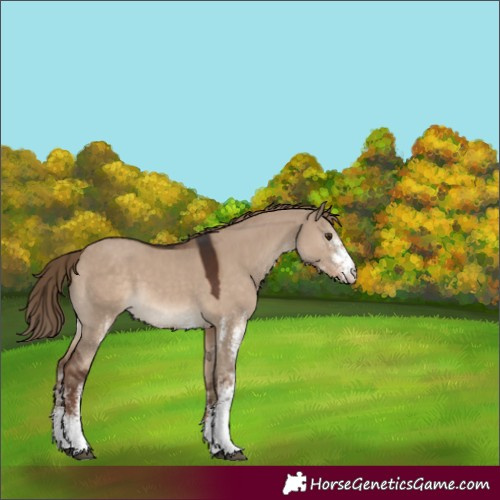 Horse Color:White Spotted Liver Red Dun 