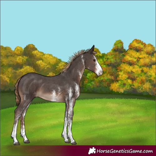 Horse Color:White Spotted Liver Chestnut 